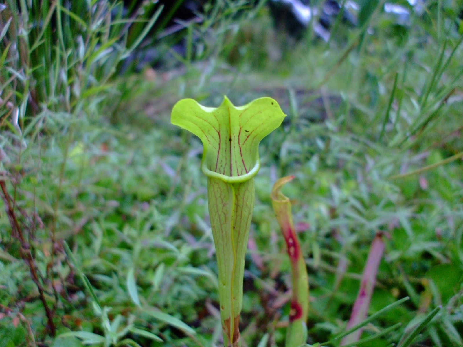 Sarracenia alata